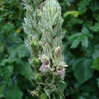 Nicoteba betonica (L.) Lindau